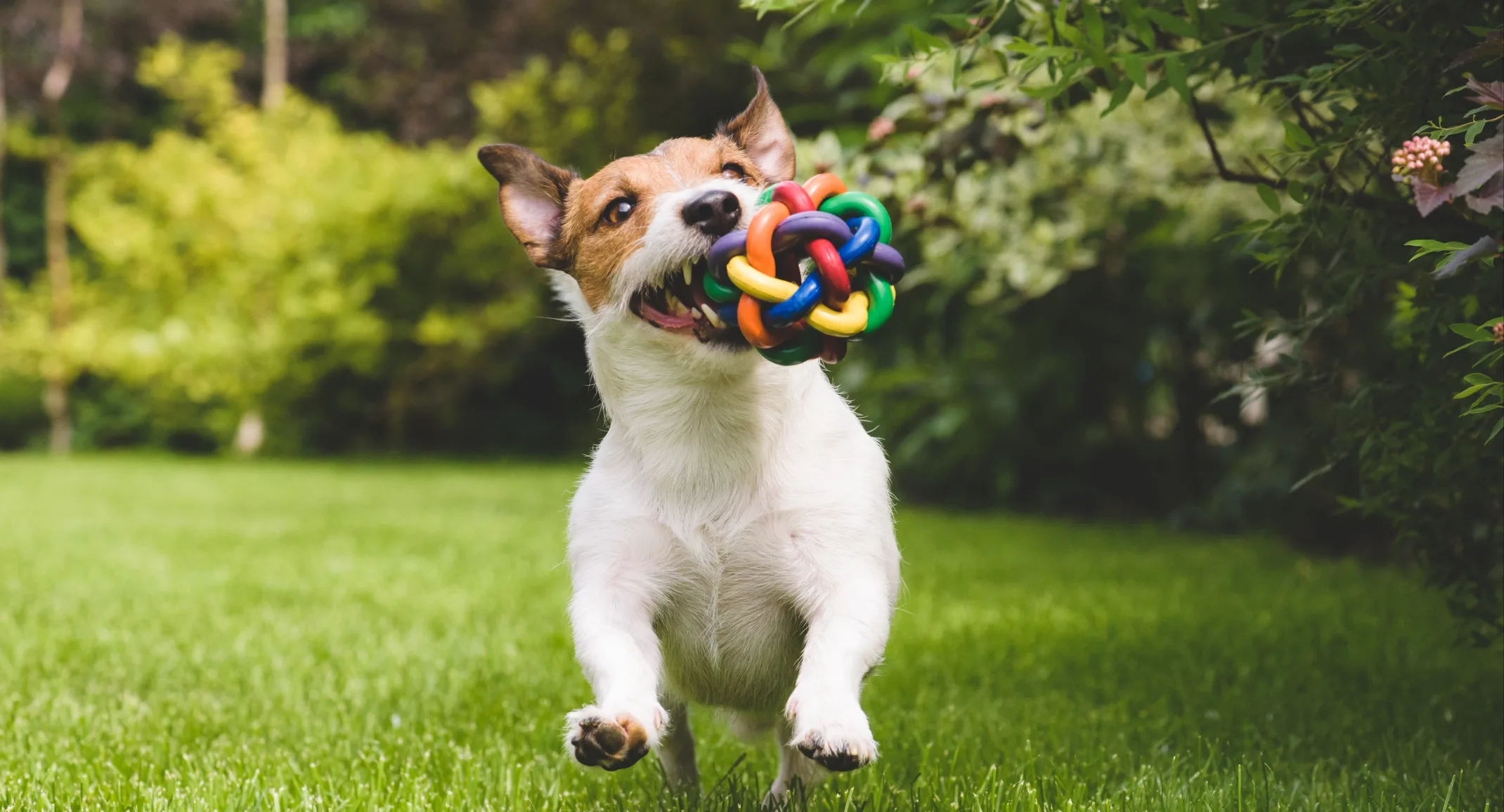 Dog running in a grass field with a multi-colored toy in its mouth
